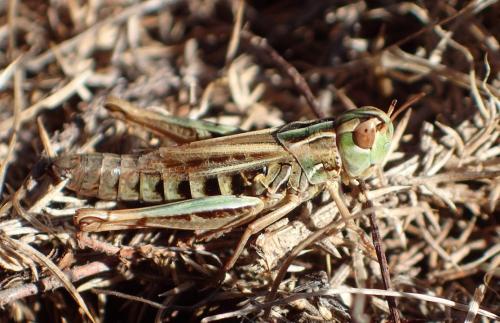 Réf. 313 061 : Stenobothrus stigmaticus